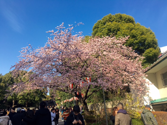 上野の桜