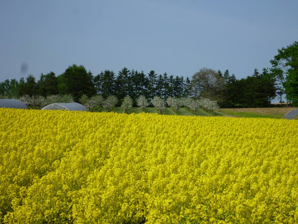 菜の花