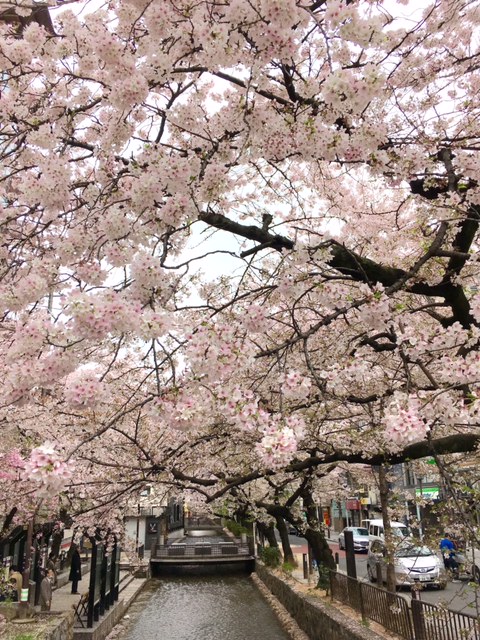 京都桜